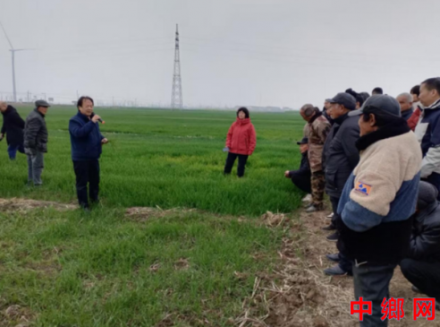 <b>安徽五河：农技专家进田间 护航小麦丰产增收</b>