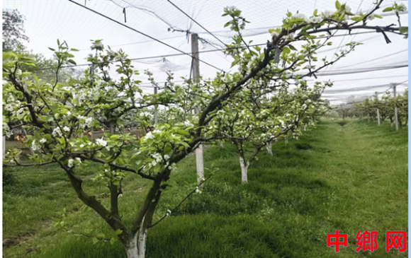 安徽庐江县郭河镇：百亩梨花开 充盈好“钱”景