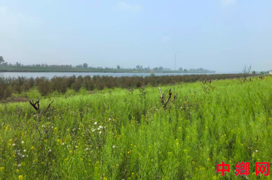 安徽怀远兰桥镇：十里榴林发红芽  茨淮新河添春