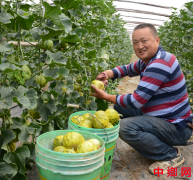 <b>河南内黄县甜瓜飘香富万家</b>