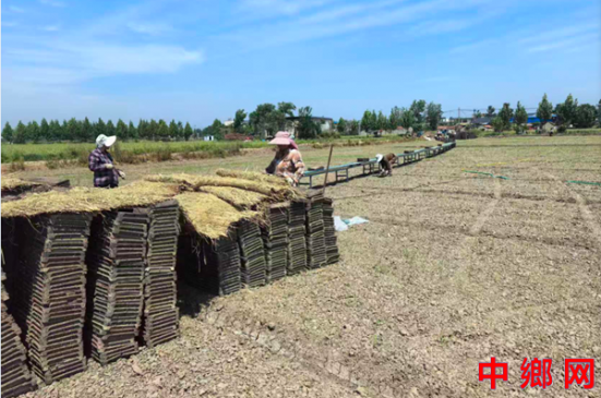 安徽怀远兰桥镇：工厂化育秧稻苗壮 机械化插秧