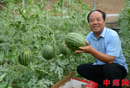 河南内黄：“土专家”林新玉引种高端西瓜助农增收