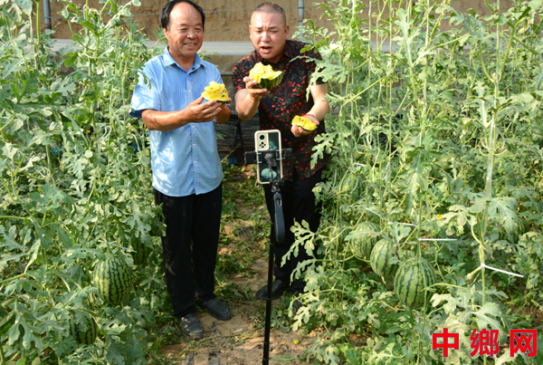 河南内黄：“甜蜜直播”带火高端新品种 科技赋能铺就乡村振兴路