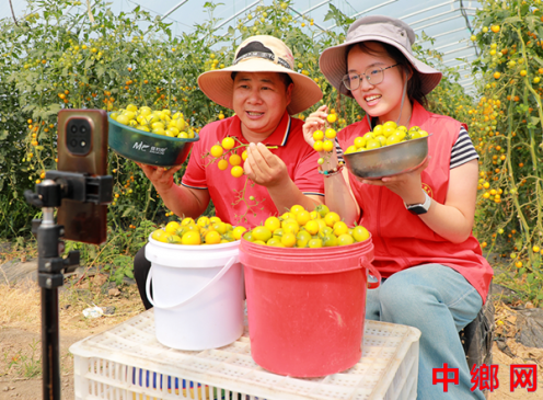 <b>安徽阜阳：圣女果喜迎丰收</b>