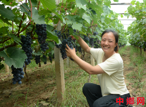 河南内黄:党建引领兴产业  特色种植大棚“葡萄